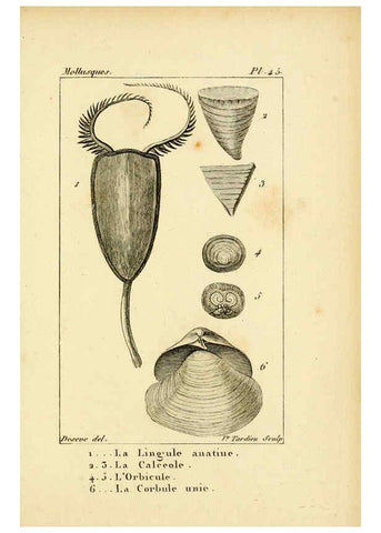 Reproducción/Reproduction 6436525563: Atlas des mollusques Paris :Roret, libraire, Rue Hautefeuille, au coin de celle du battoir,[182-?] 