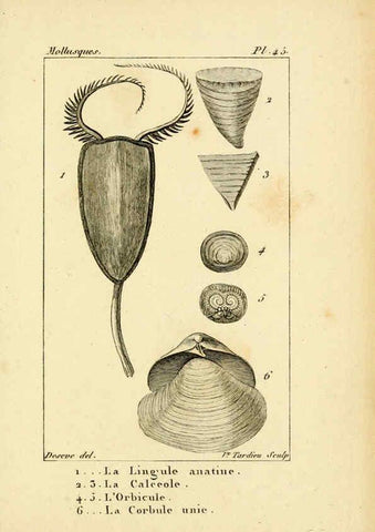 Reproducción/Reproduction 6436525563: Atlas des mollusques Paris :Roret, libraire, Rue Hautefeuille, au coin de celle du battoir,[182-?] 