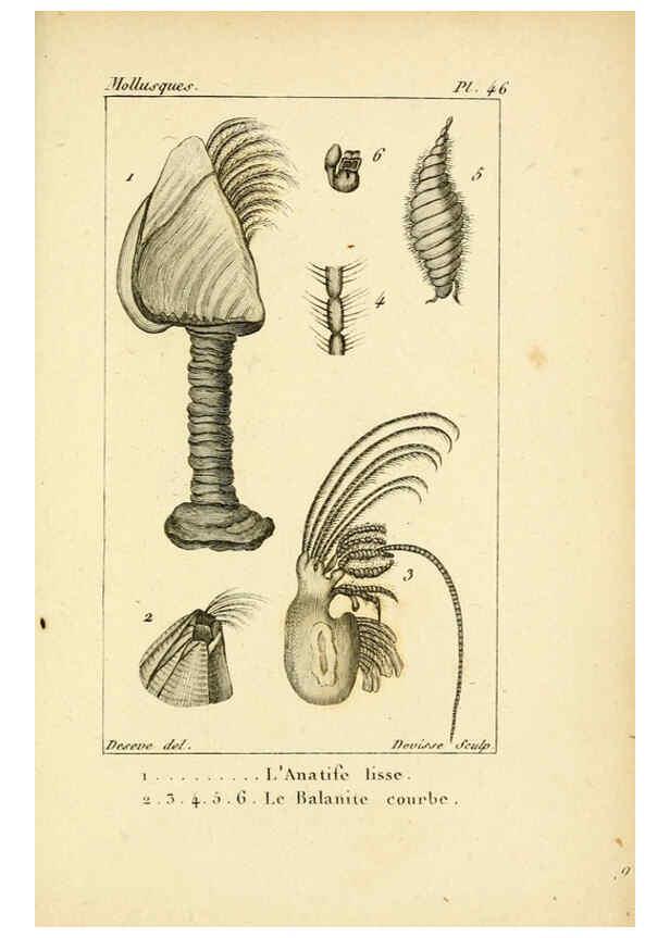 Reproducción/Reproduction 6436525919: Atlas des mollusques Paris :Roret, libraire, Rue Hautefeuille, au coin de celle du battoir,[182-?] 