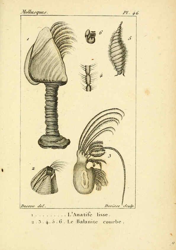 Reproducción/Reproduction 6436525919: Atlas des mollusques Paris :Roret, libraire, Rue Hautefeuille, au coin de celle du battoir,[182-?] 