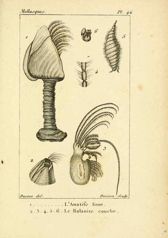 Reproducción/Reproduction 6436525919: Atlas des mollusques Paris :Roret, libraire, Rue Hautefeuille, au coin de celle du battoir,[182-?] 