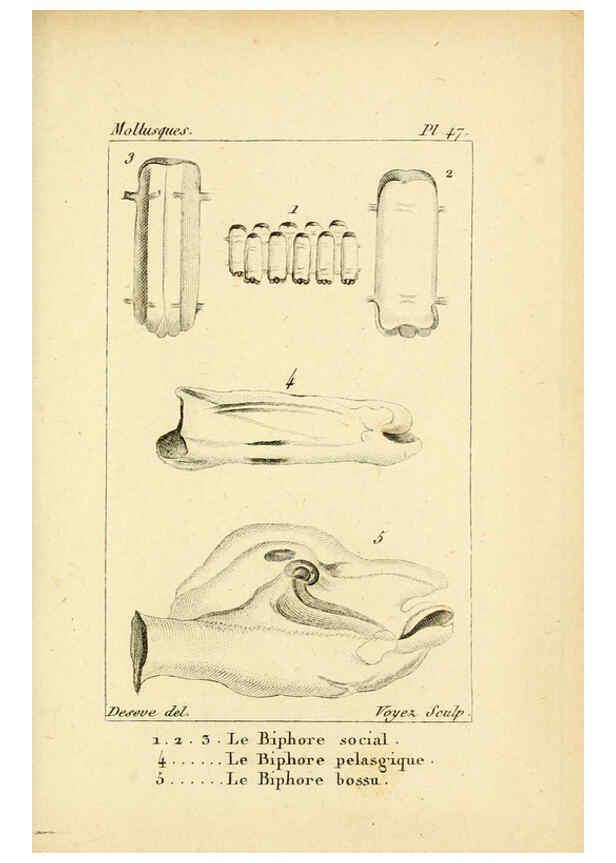 Reproducción/Reproduction 6436526401: Atlas des mollusques Paris :Roret, libraire, Rue Hautefeuille, au coin de celle du battoir,[182-?] 
