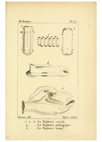Reproducción/Reproduction 6436526401: Atlas des mollusques Paris :Roret, libraire, Rue Hautefeuille, au coin de celle du battoir,[182-?] 
