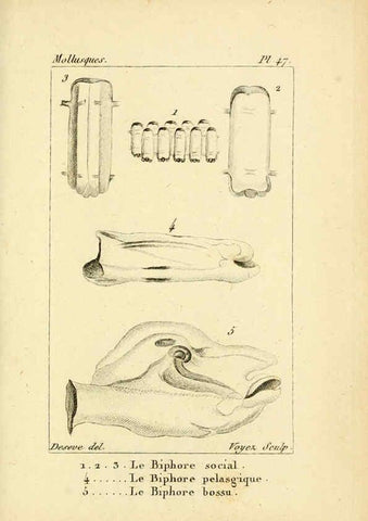 Reproducción/Reproduction 6436526401: Atlas des mollusques Paris :Roret, libraire, Rue Hautefeuille, au coin de celle du battoir,[182-?] 
