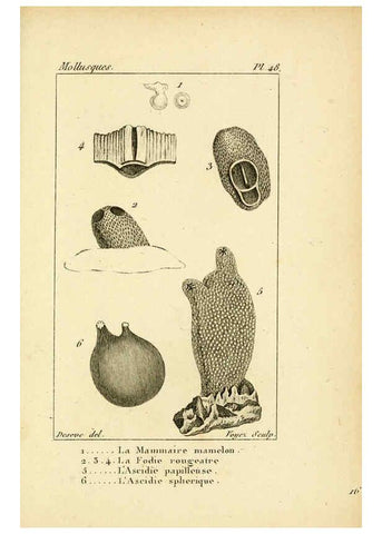 Reproducción/Reproduction 6436526943: Atlas des mollusques Paris :Roret, libraire, Rue Hautefeuille, au coin de celle du battoir,[182-?] 
