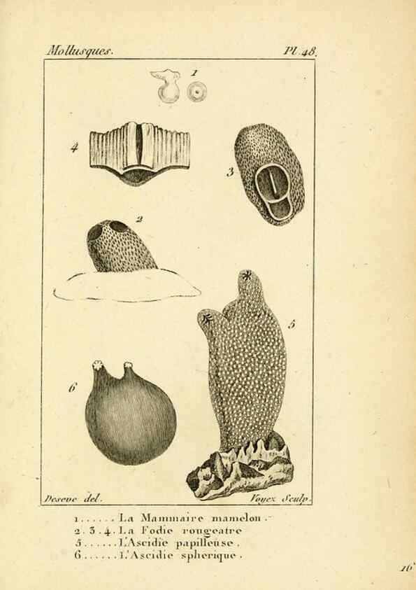 Reproducción/Reproduction 6436526943: Atlas des mollusques Paris :Roret, libraire, Rue Hautefeuille, au coin de celle du battoir,[182-?] 