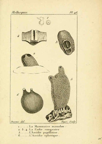 Reproducción/Reproduction 6436526943: Atlas des mollusques Paris :Roret, libraire, Rue Hautefeuille, au coin de celle du battoir,[182-?] 