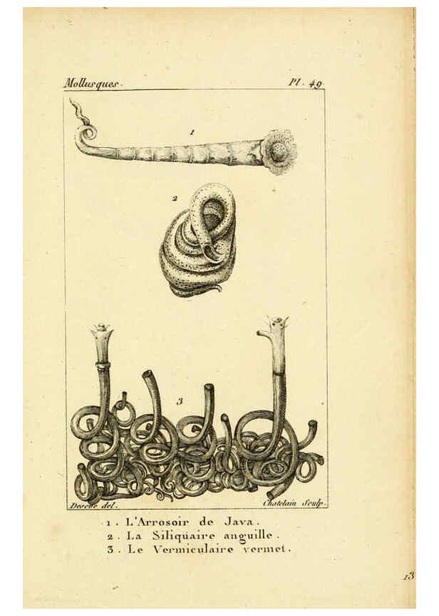 Reproducción/Reproduction 6436527345: Atlas des mollusques Paris :Roret, libraire, Rue Hautefeuille, au coin de celle du battoir,[182-?] 