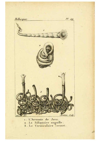 Reproducción/Reproduction 6436527345: Atlas des mollusques Paris :Roret, libraire, Rue Hautefeuille, au coin de celle du battoir,[182-?] 