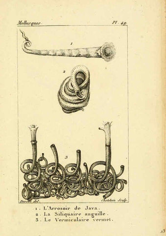 Reproducción/Reproduction 6436527345: Atlas des mollusques Paris :Roret, libraire, Rue Hautefeuille, au coin de celle du battoir,[182-?] 