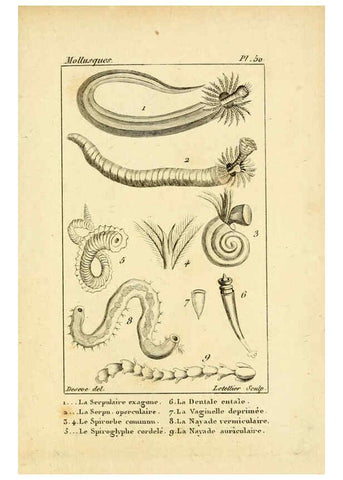 Reproducción/Reproduction 6436527705: Atlas des mollusques Paris :Roret, libraire, Rue Hautefeuille, au coin de celle du battoir,[182-?] 