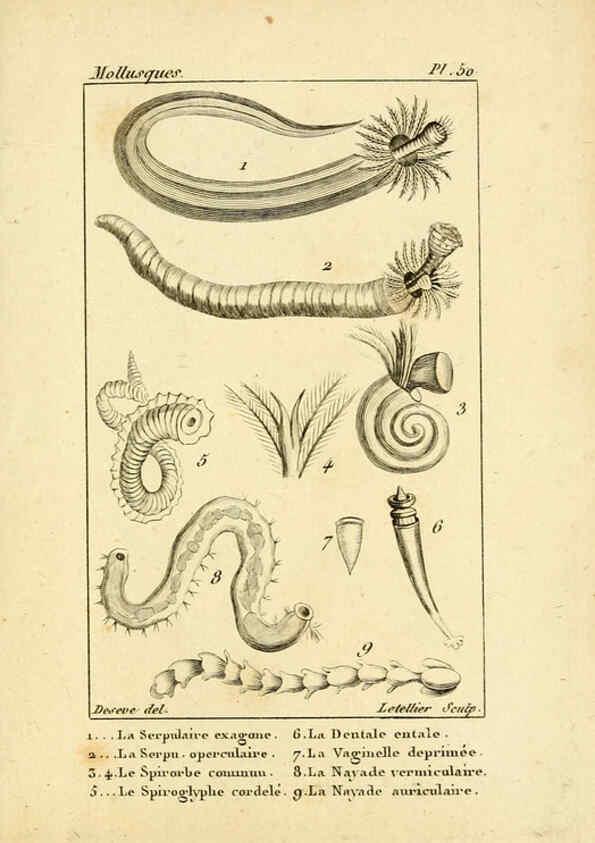 Reproducción/Reproduction 6436527705: Atlas des mollusques Paris :Roret, libraire, Rue Hautefeuille, au coin de celle du battoir,[182-?] 