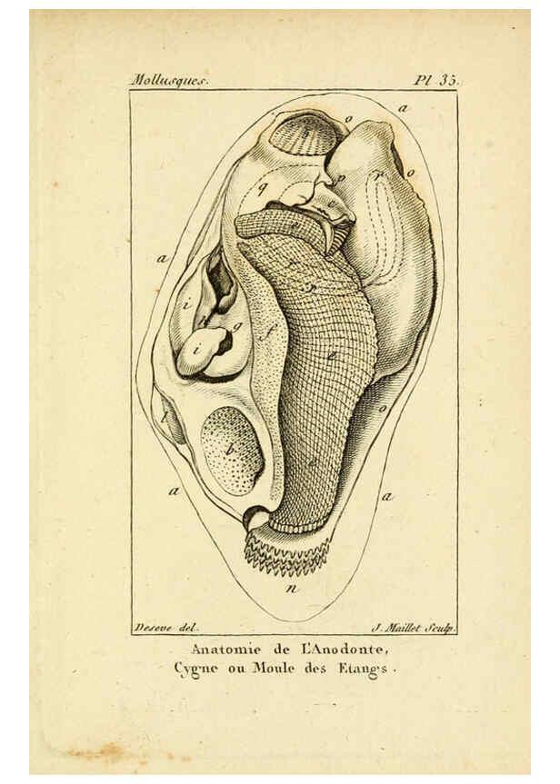 Reproducción/Reproduction 6436521775: Atlas des mollusques Paris :Roret, libraire, Rue Hautefeuille, au coin de celle du battoir,[182-?] 
