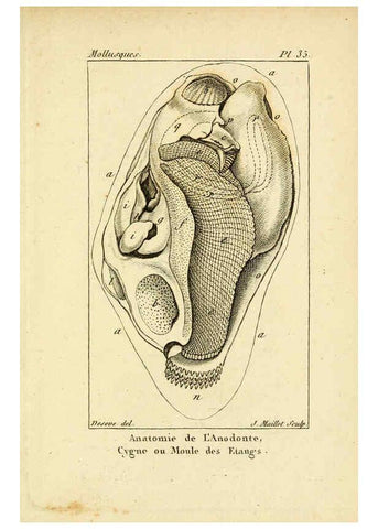 Reproducción/Reproduction 6436521775: Atlas des mollusques Paris :Roret, libraire, Rue Hautefeuille, au coin de celle du battoir,[182-?] 