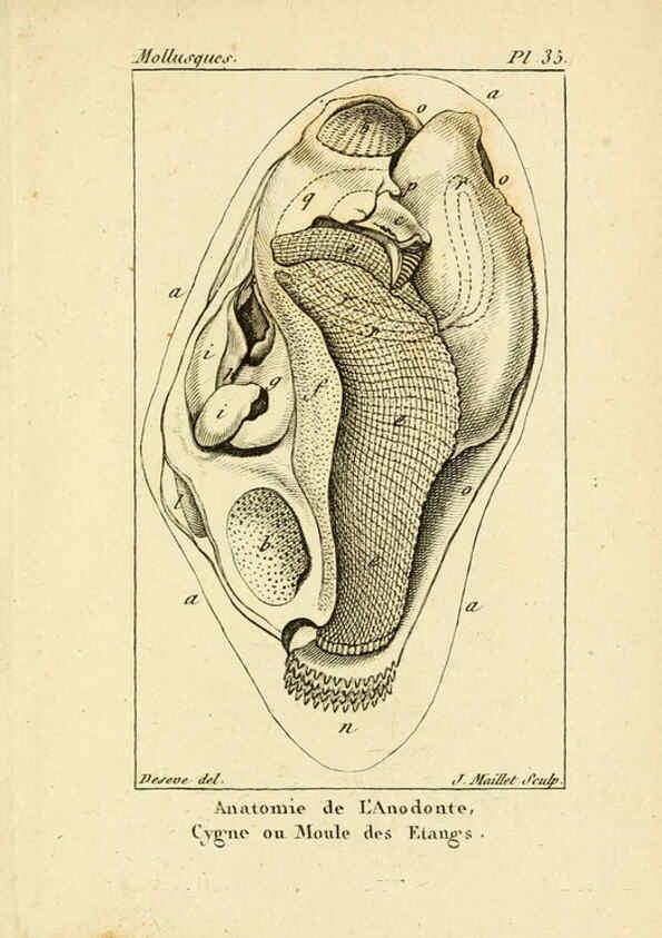 Reproducción/Reproduction 6436521775: Atlas des mollusques Paris :Roret, libraire, Rue Hautefeuille, au coin de celle du battoir,[182-?] 