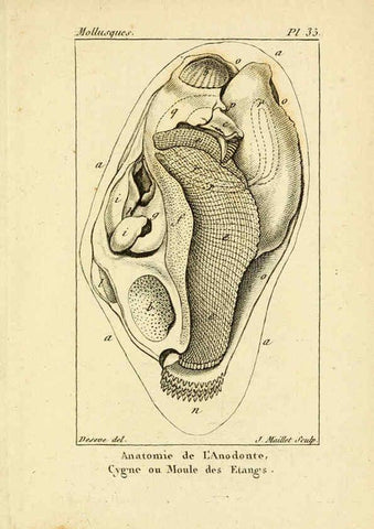 Reproducción/Reproduction 6436521775: Atlas des mollusques Paris :Roret, libraire, Rue Hautefeuille, au coin de celle du battoir,[182-?] 