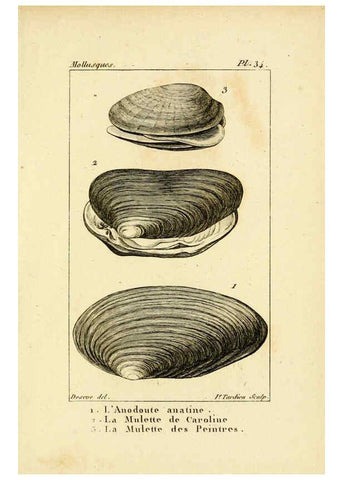 Reproducción/Reproduction 6436521429: Atlas des mollusques Paris :Roret, libraire, Rue Hautefeuille, au coin de celle du battoir,[182-?] 