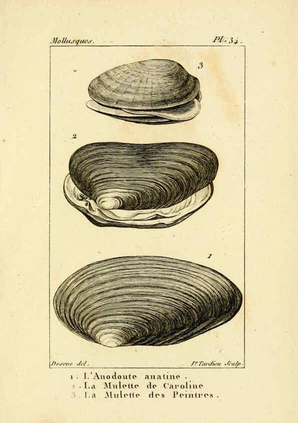 Reproducción/Reproduction 6436521429: Atlas des mollusques Paris :Roret, libraire, Rue Hautefeuille, au coin de celle du battoir,[182-?] 