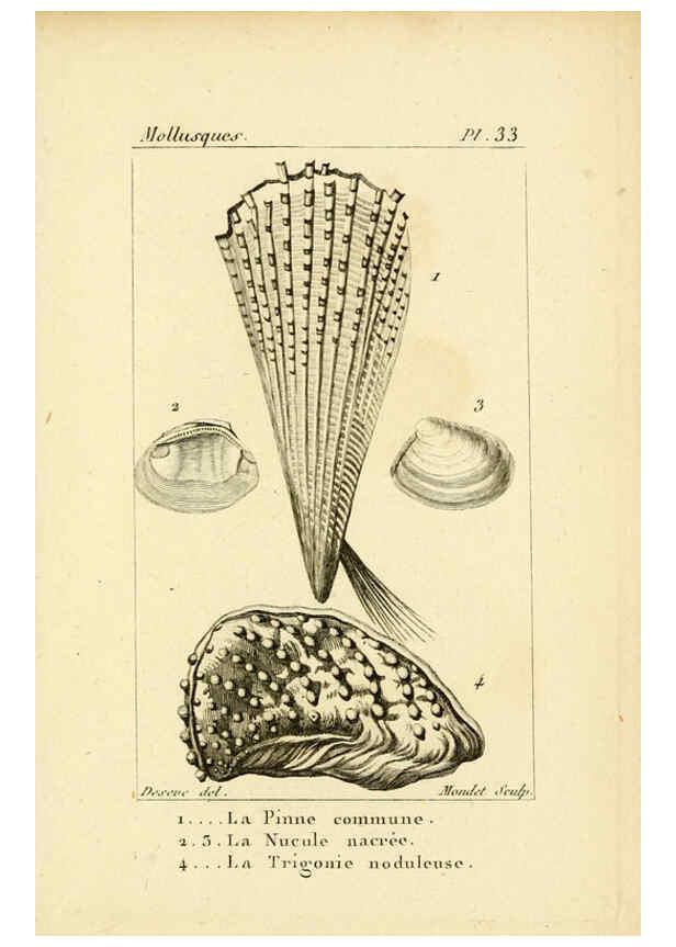 Reproducción/Reproduction 6436521089: Atlas des mollusques Paris :Roret, libraire, Rue Hautefeuille, au coin de celle du battoir,[182-?] 
