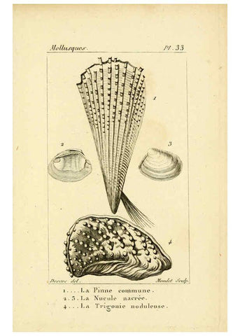 Reproducción/Reproduction 6436521089: Atlas des mollusques Paris :Roret, libraire, Rue Hautefeuille, au coin de celle du battoir,[182-?] 