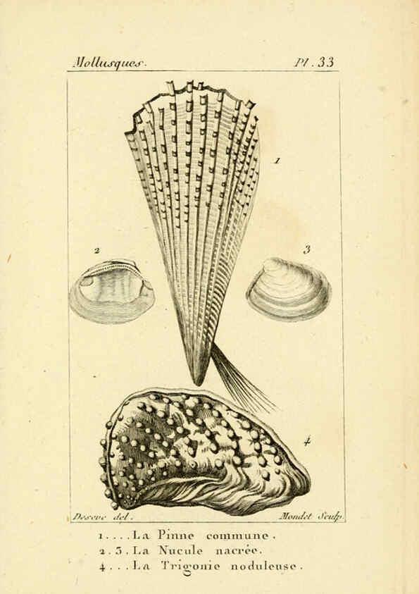 Reproducción/Reproduction 6436521089: Atlas des mollusques Paris :Roret, libraire, Rue Hautefeuille, au coin de celle du battoir,[182-?] 