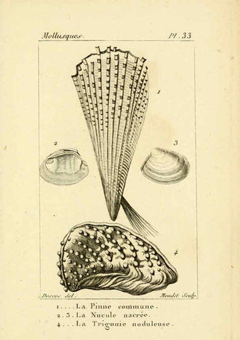 Reproducción/Reproduction 6436521089: Atlas des mollusques Paris :Roret, libraire, Rue Hautefeuille, au coin de celle du battoir,[182-?] 