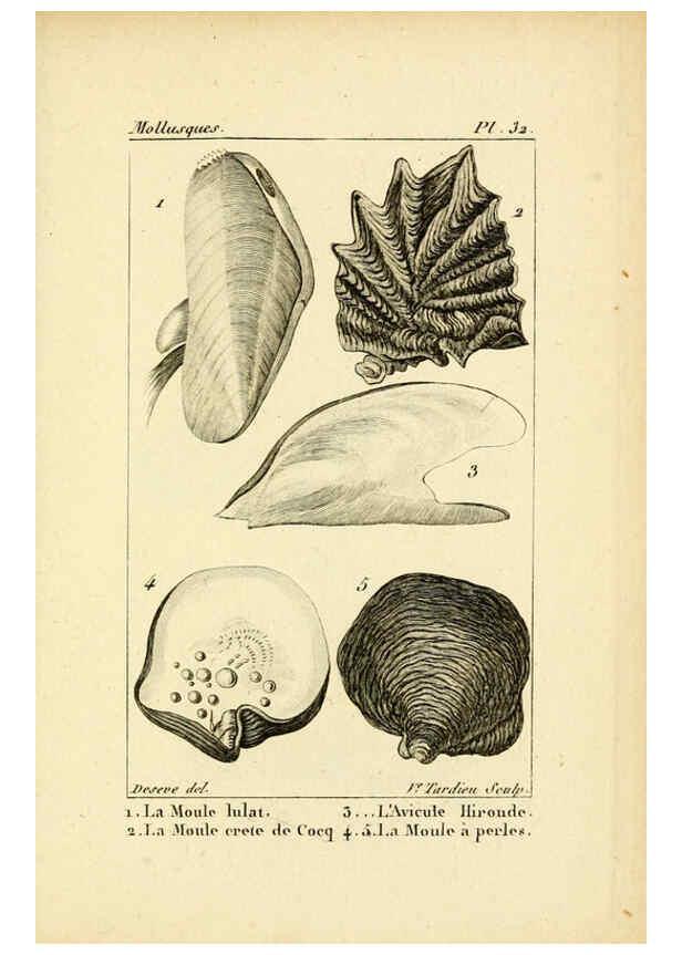 Reproducción/Reproduction 6436520673: Atlas des mollusques Paris :Roret, libraire, Rue Hautefeuille, au coin de celle du battoir,[182-?] 