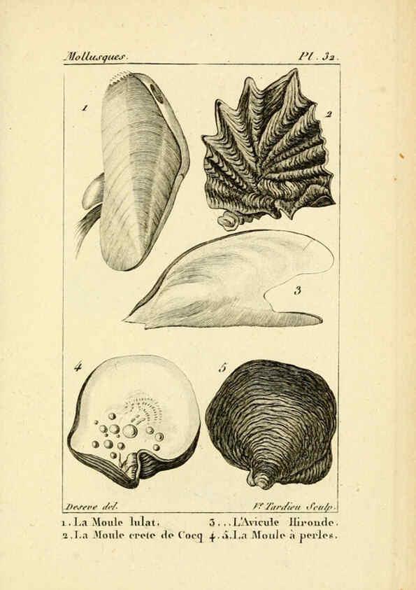 Reproducción/Reproduction 6436520673: Atlas des mollusques Paris :Roret, libraire, Rue Hautefeuille, au coin de celle du battoir,[182-?] 