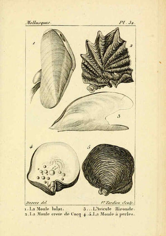 Reproducción/Reproduction 6436520673: Atlas des mollusques Paris :Roret, libraire, Rue Hautefeuille, au coin de celle du battoir,[182-?] 