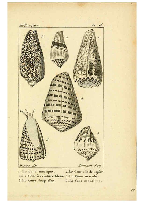 Reproducción/Reproduction 6436509571: Atlas des mollusques Paris :Roret, libraire, Rue Hautefeuille, au coin de celle du battoir,[182-?] 