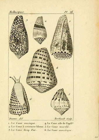 Reproducción/Reproduction 6436509571: Atlas des mollusques Paris :Roret, libraire, Rue Hautefeuille, au coin de celle du battoir,[182-?] 