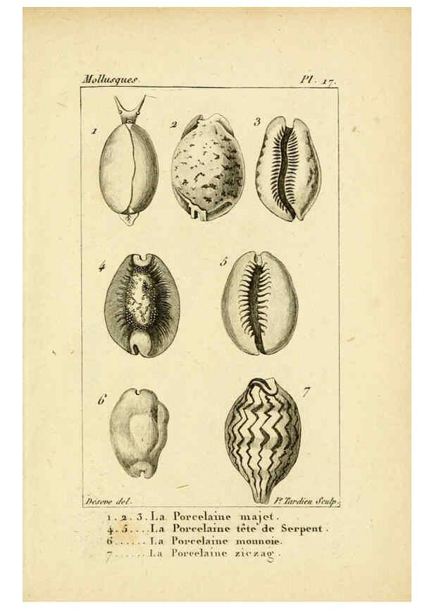 Reproducción/Reproduction 6436510081: Atlas des mollusques Paris :Roret, libraire, Rue Hautefeuille, au coin de celle du battoir,[182-?] 
