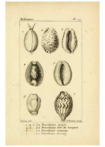 Reproducción/Reproduction 6436510081: Atlas des mollusques Paris :Roret, libraire, Rue Hautefeuille, au coin de celle du battoir,[182-?] 