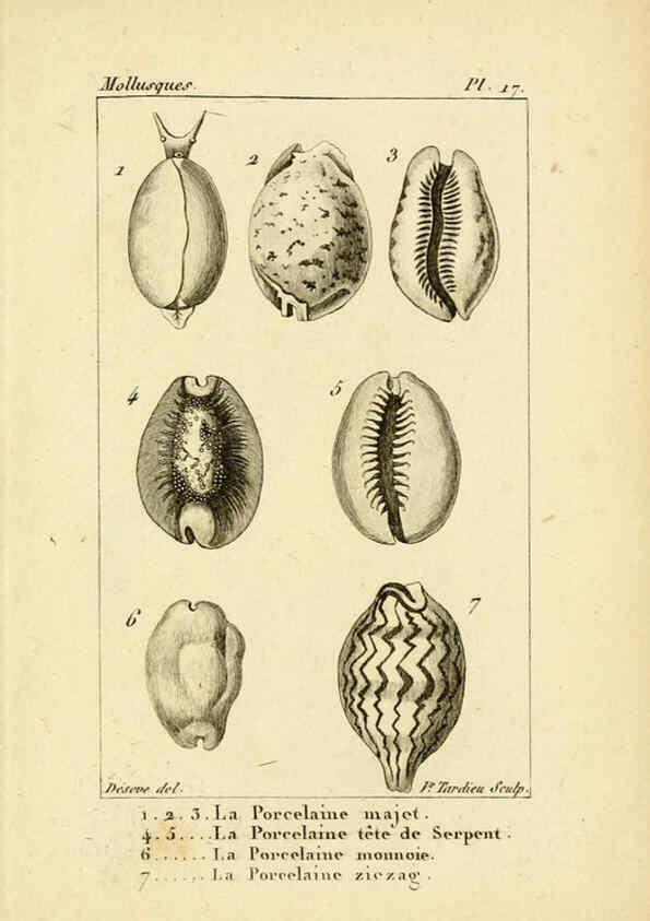 Reproducción/Reproduction 6436510081: Atlas des mollusques Paris :Roret, libraire, Rue Hautefeuille, au coin de celle du battoir,[182-?] 