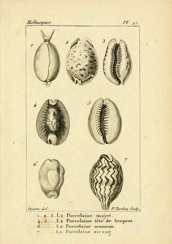 Reproducción/Reproduction 6436510081: Atlas des mollusques Paris :Roret, libraire, Rue Hautefeuille, au coin de celle du battoir,[182-?] 