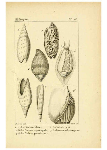 Reproducción/Reproduction 6436510495: Atlas des mollusques Paris :Roret, libraire, Rue Hautefeuille, au coin de celle du battoir,[182-?] 