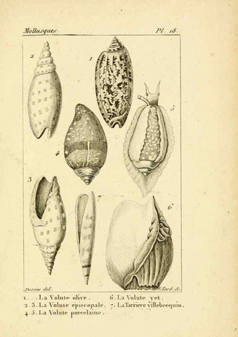 Reproducción/Reproduction 6436510495: Atlas des mollusques Paris :Roret, libraire, Rue Hautefeuille, au coin de celle du battoir,[182-?] 