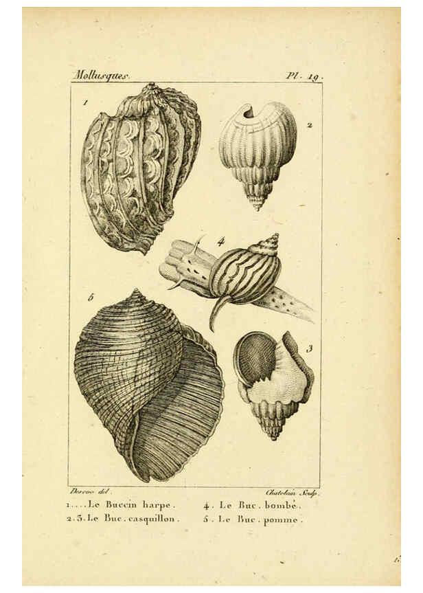 Reproducción/Reproduction 6436510981: Atlas des mollusques Paris :Roret, libraire, Rue Hautefeuille, au coin de celle du battoir,[182-?] 