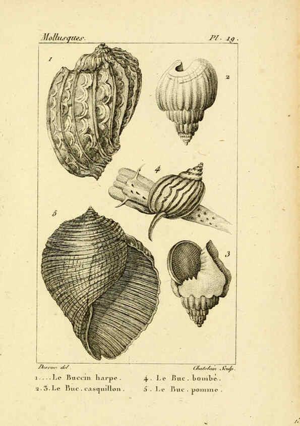 Reproducción/Reproduction 6436510981: Atlas des mollusques Paris :Roret, libraire, Rue Hautefeuille, au coin de celle du battoir,[182-?] 
