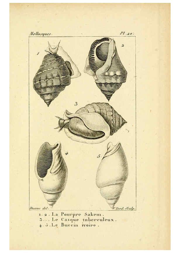 Reproducción/Reproduction 6436511495: Atlas des mollusques Paris :Roret, libraire, Rue Hautefeuille, au coin de celle du battoir,[182-?] 
