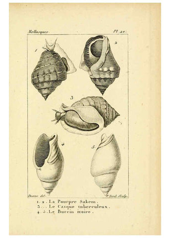 Reproducción/Reproduction 6436511495: Atlas des mollusques Paris :Roret, libraire, Rue Hautefeuille, au coin de celle du battoir,[182-?] 