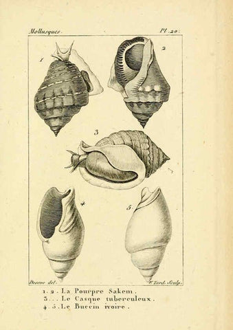 Reproducción/Reproduction 6436511495: Atlas des mollusques Paris :Roret, libraire, Rue Hautefeuille, au coin de celle du battoir,[182-?] 
