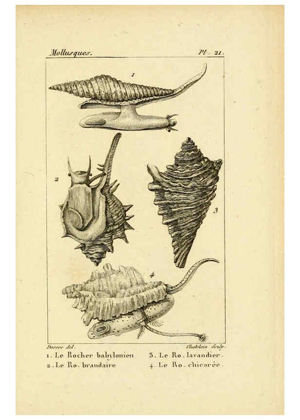 Reproducción/Reproduction 6436511823: Atlas des mollusques Paris :Roret, libraire, Rue Hautefeuille, au coin de celle du battoir,[182-?] 