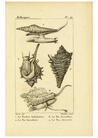 Reproducción/Reproduction 6436511823: Atlas des mollusques Paris :Roret, libraire, Rue Hautefeuille, au coin de celle du battoir,[182-?] 