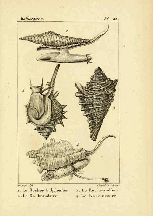 Reproducción/Reproduction 6436511823: Atlas des mollusques Paris :Roret, libraire, Rue Hautefeuille, au coin de celle du battoir,[182-?] 