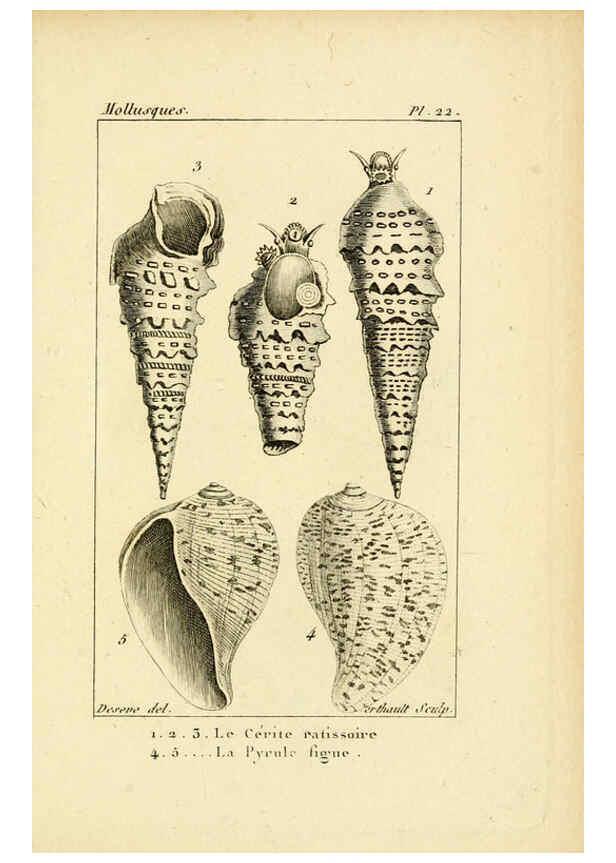 Reproducción/Reproduction 6436512347: Atlas des mollusques Paris :Roret, libraire, Rue Hautefeuille, au coin de celle du battoir,[182-?] 