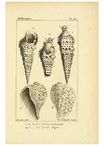 Reproducción/Reproduction 6436512347: Atlas des mollusques Paris :Roret, libraire, Rue Hautefeuille, au coin de celle du battoir,[182-?] 