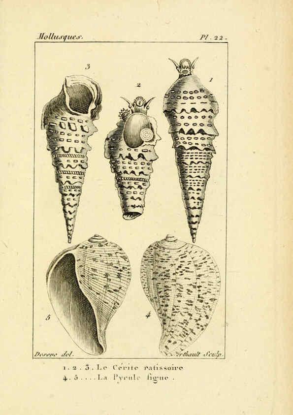 Reproducción/Reproduction 6436512347: Atlas des mollusques Paris :Roret, libraire, Rue Hautefeuille, au coin de celle du battoir,[182-?] 
