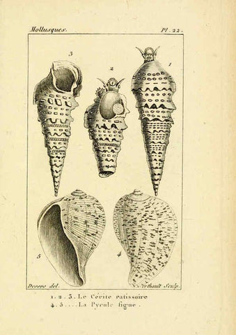 Reproducción/Reproduction 6436512347: Atlas des mollusques Paris :Roret, libraire, Rue Hautefeuille, au coin de celle du battoir,[182-?] 
