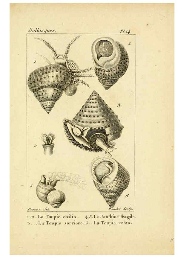 Reproducción/Reproduction 6436508625: Atlas des mollusques Paris :Roret, libraire, Rue Hautefeuille, au coin de celle du battoir,[182-?] 